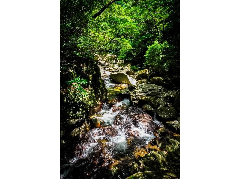 [沖繩縣/山原]您可以在大自然中享受徒步旅行和在河中玩耍的樂趣。使用單眼相機免費攝影。 [大自然探險]の紹介画像