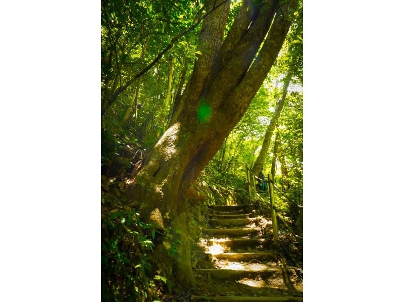 [沖繩縣/山原]您可以在大自然中享受徒步旅行和在河中玩耍的樂趣。使用單眼相機免費攝影。 [大自然探險]の紹介画像