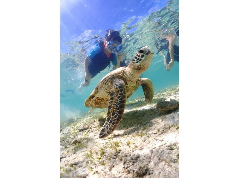 【沖縄・宮古島】高遭遇率！ウミガメシュノーケリングツアー・真っ白な砂浜の広がる宮古ブルーのビーチ！未経験のお子様から大人まで大歓迎
