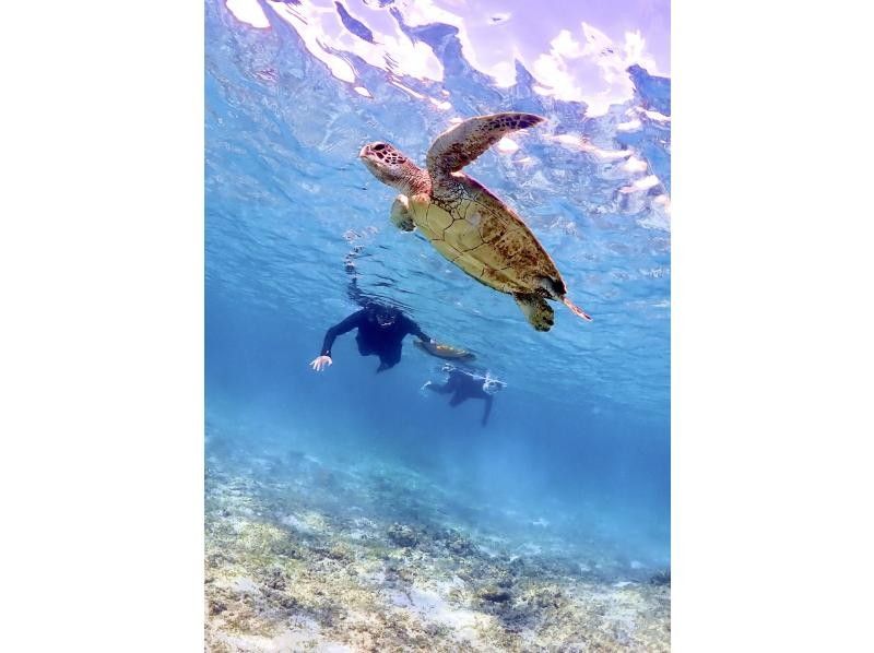 【沖縄・宮古島】遭遇率100％継続！ウミガメシュノーケリングツアー☆写真・動画プレゼント！当日予約OK☆未経験歓迎！お子様から大人までの紹介画像