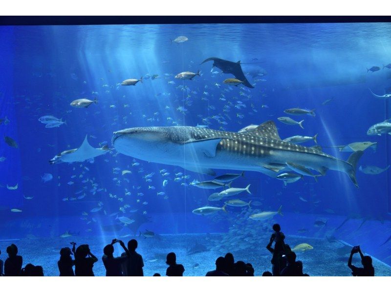 ★All admission fees included★ [Departing from Naha, Okinawa] Okinawa Churaumi Aquarium, Kouri Island, Manzamo, and Nago Pineapple Park Bus Tour (Course A)の紹介画像