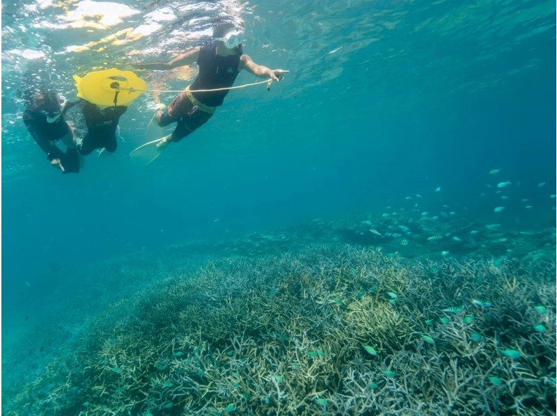 【奄美大島・南部】たっぷり楽しめるボートシュノーケル１日プラン★サンゴと熱帯魚の楽園へ！の紹介画像