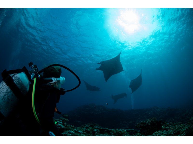 [Okinawa, Ishigaki Island] Fun Diving 3 Dives Inbound supportの紹介画像