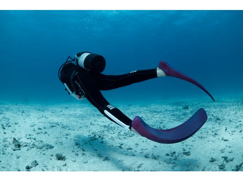 [Okinawa, Ishigaki Island] Fun Diving 3 Dives Inbound supportの紹介画像