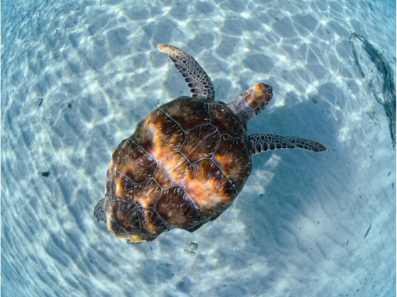 [Okinawa, Miyakojima] Sunset Clear SUP or Clear Kayak Tour / Searching for Sea Turtles