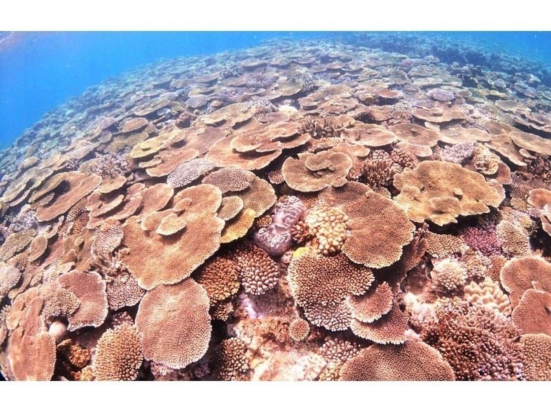 [Okinawa, Motobu] All age! Near Churaumi Private Beach snorkel plan! Photo, feeding, towel included