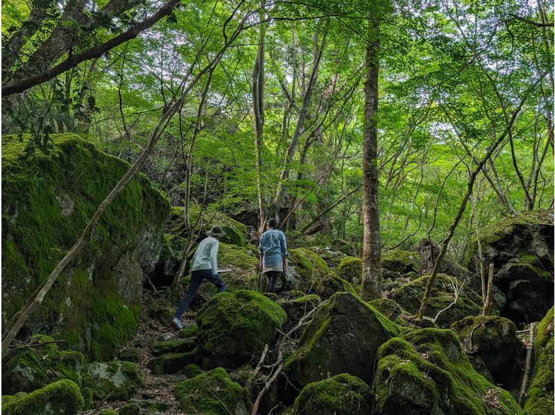 【徳島県・上勝町】苔の名所「山犬嶽」でトレッキングの紹介画像