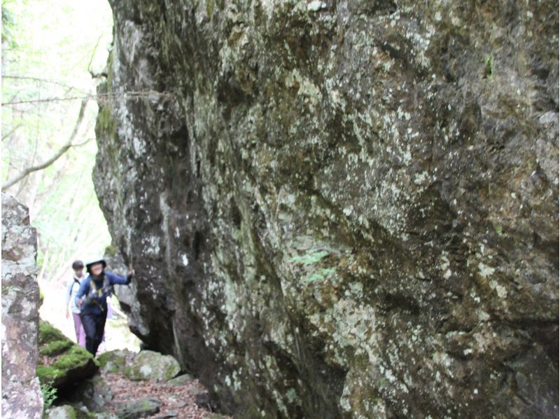 【徳島県・上勝町】苔の名所「山犬嶽」でトレッキングの紹介画像