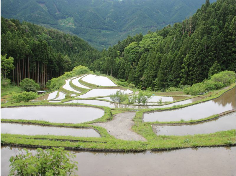 【徳島県・上勝町】苔の名所「山犬嶽」でトレッキングの紹介画像