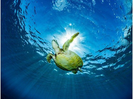 【沖縄・那覇発】ケラマ諸島ファンダイビング!体力負担の少ないダイビングスタイルで初心者やお一人様向け! 【沖縄・那覇発】ケラマ諸島ファンダイビング!体力負担の少ないダイビングスタイルで初心者やお一人様向け!