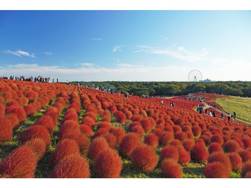 [Ibaraki Prefecture, Hitachinaka City] A one-day helicopter cruise tour to see the spectacular kochiaの紹介画像