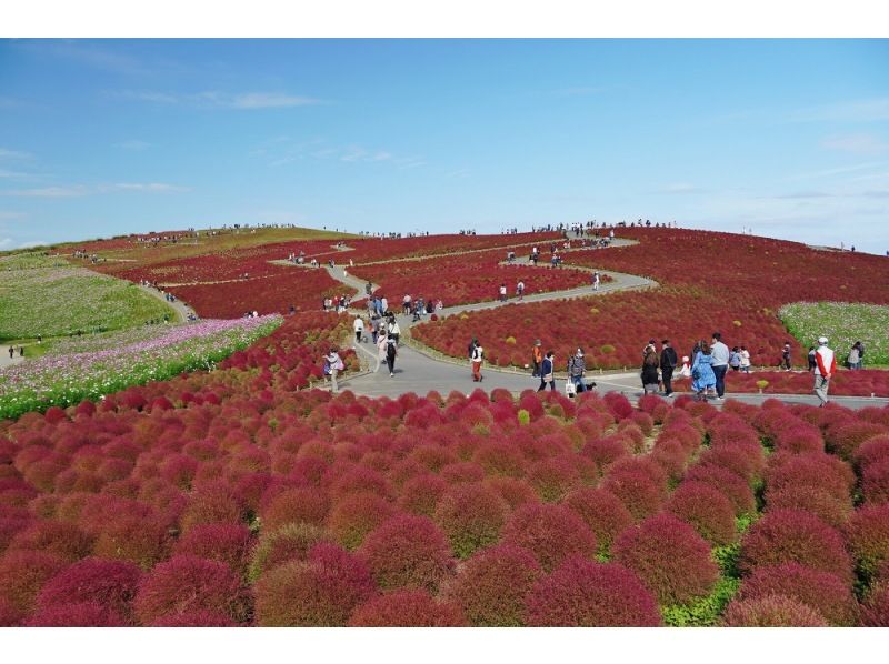 [Ibaraki Prefecture, Hitachinaka City] A one-day helicopter cruise tour to see the spectacular kochiaの紹介画像