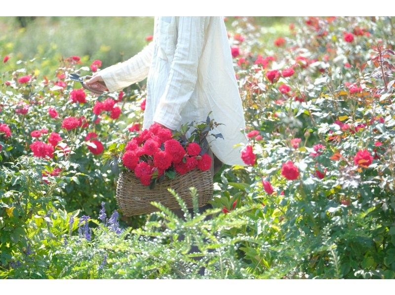 [Ibaraki Prefecture] Ibaraki Flower Park Special Luxury Lunch and Spectacular Kochia Viewing Day Trip Helicopter Cruise Tourの紹介画像