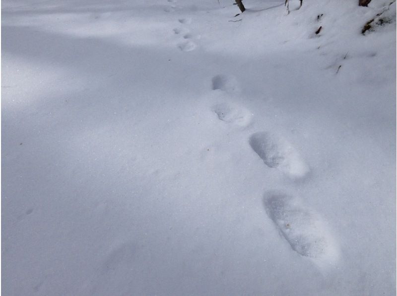 [Tochigi, Nikko, Nikko Yumoto Onsen] Snowshoe trekking (intermediate)の紹介画像