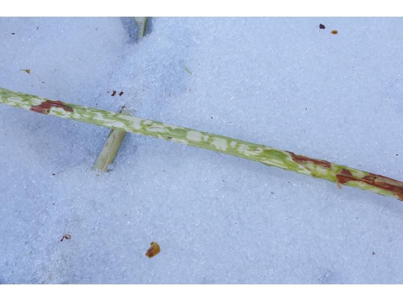 [Tochigi, Nikko, Nikko Yumoto Onsen] Snowshoe trekking (intermediate)の紹介画像