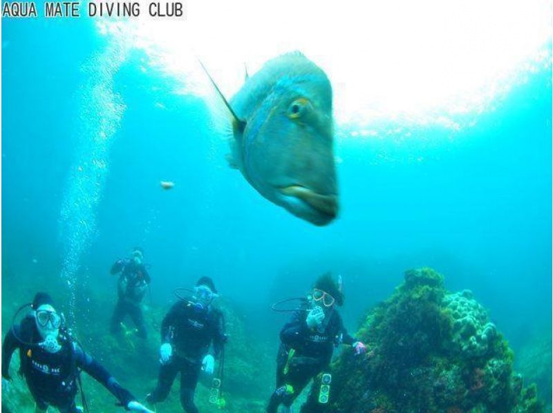 東京・神津島でダイビング】2ダイブで伊豆諸島の海を満喫！ビーチから