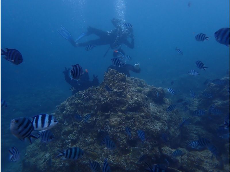 【PADI　オープンウォーターダイバー】ライセンス取得コース♪器材レンタル込み！の紹介画像