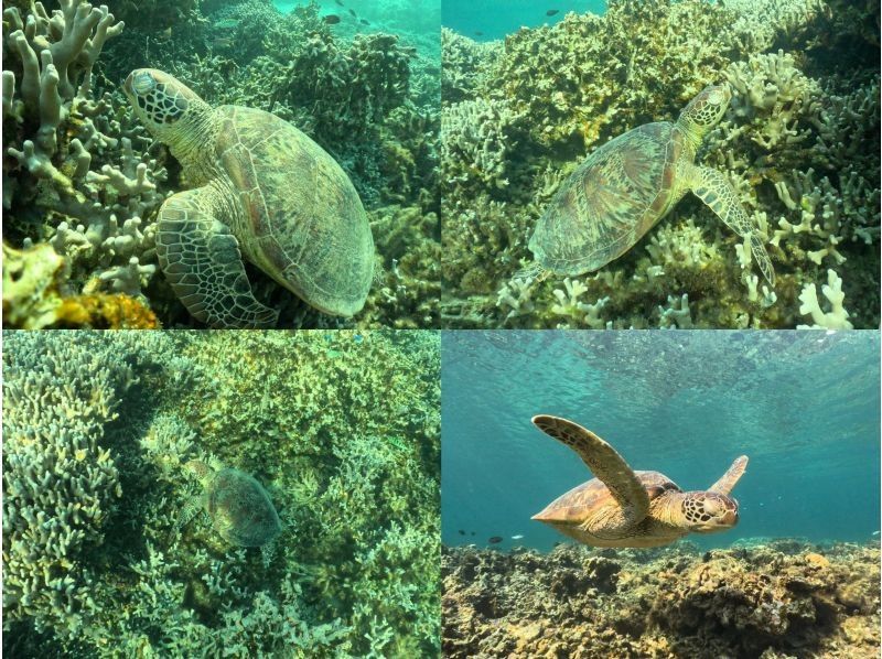 [Okinawa, Miyakojima, Snorkeling] Private tour for one group! A mystical experience of swimming with wild sea turtles while watching the sunrise!の紹介画像