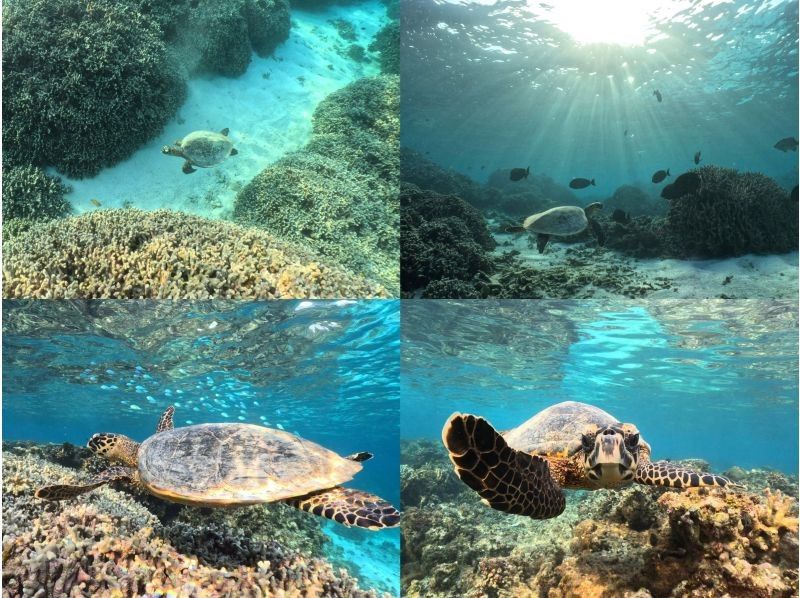 [Okinawa, Miyakojima, Snorkeling] Private tour for one group! A mystical experience of swimming with wild sea turtles while watching the sunrise!の紹介画像