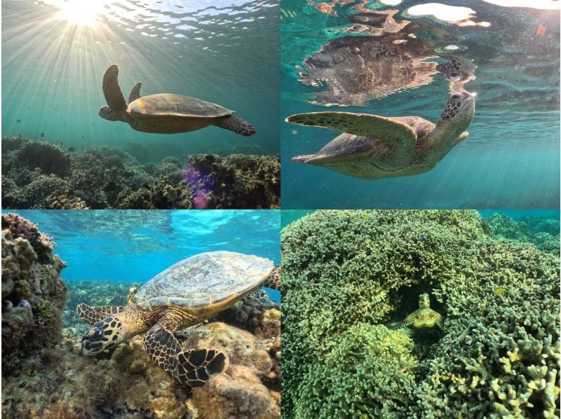 [Okinawa, Miyakojima, Snorkeling] Private tour for one group! A mystical experience of swimming with wild sea turtles while watching the sunrise!の紹介画像