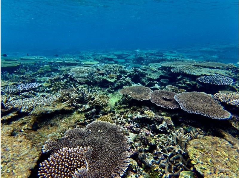 【最新超高画質水中カメラ撮影無料！】秘境洞窟と伊良部島シュノーケルツアー！（1組限定)※宮古島を楽しめる各プラン有！各プランをご覧下さい。の紹介画像