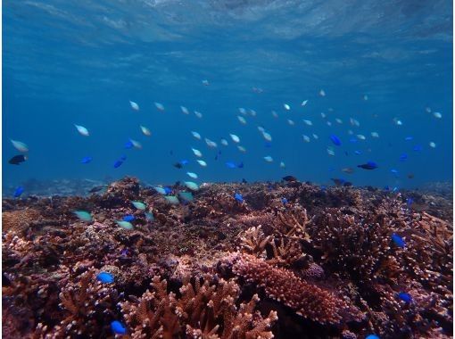 【超高画質水中カメラ撮影無料!】秘境洞窟とプライベートビーチシュノーケルツアー!(1組限定)※宮古島を楽しめる各プランあります。 【超高画質水中カメラ撮影無料!】秘境洞窟とプライベートビーチシュノーケルツアー!(1組限定)※宮古島を楽しめる各プランあります。