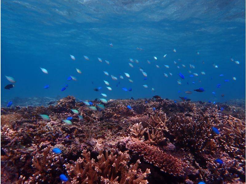 【最新超高画質水中カメラ撮影無料！】秘境洞窟と伊良部島シュノーケルツアー！（1組限定)※宮古島を楽しめる各プラン有！各プランをご覧下さい。の紹介画像