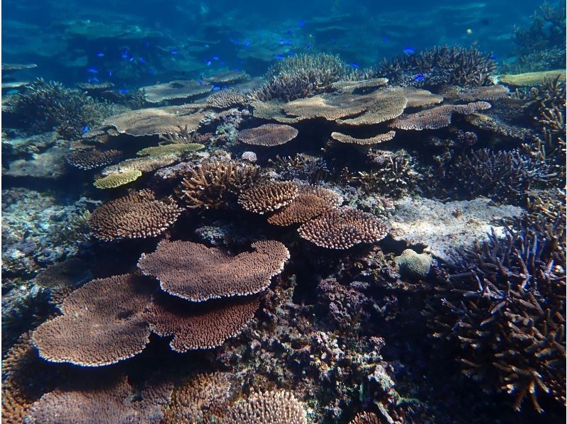 【超高画質水中カメラ撮影無料！】秘境洞窟とプライベートビーチシュノーケルツアー！（1組限定)※宮古島を楽しめる各プランあります。の紹介画像