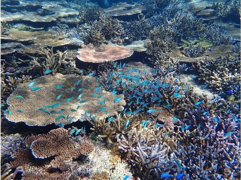 【最新超高画質水中カメラ撮影無料！】秘境洞窟と伊良部島シュノーケルツアー！（1組限定)※宮古島を楽しめる各プラン有！各プランをご覧下さい。の紹介画像