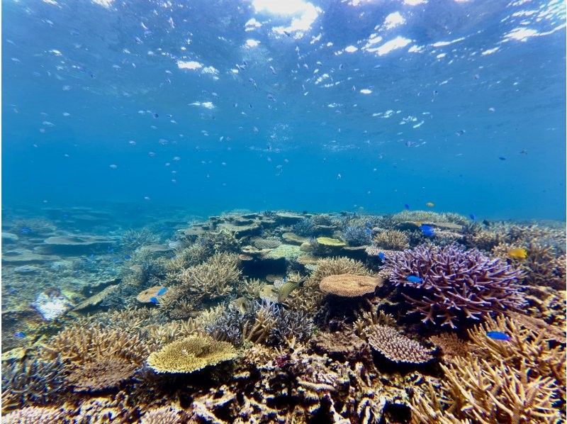 【超高画質水中カメラ撮影無料！】秘境洞窟とプライベートビーチシュノーケルツアー！（1組限定)※宮古島を楽しめる各プランあります。の紹介画像