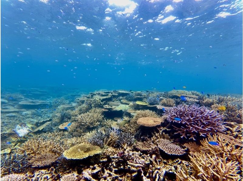 【最新超高画質水中カメラ撮影無料！】秘境洞窟と伊良部島シュノーケルツアー！（1組限定)※宮古島を楽しめる各プラン有！各プランをご覧下さい。の紹介画像