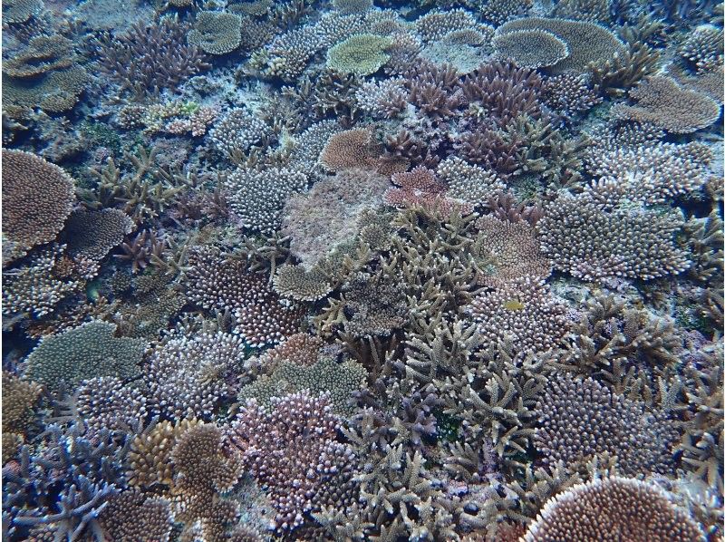 【超高画質水中カメラ撮影無料！】秘境洞窟とプライベートビーチシュノーケルツアー！（1組限定)※宮古島を楽しめる各プランあります。の紹介画像