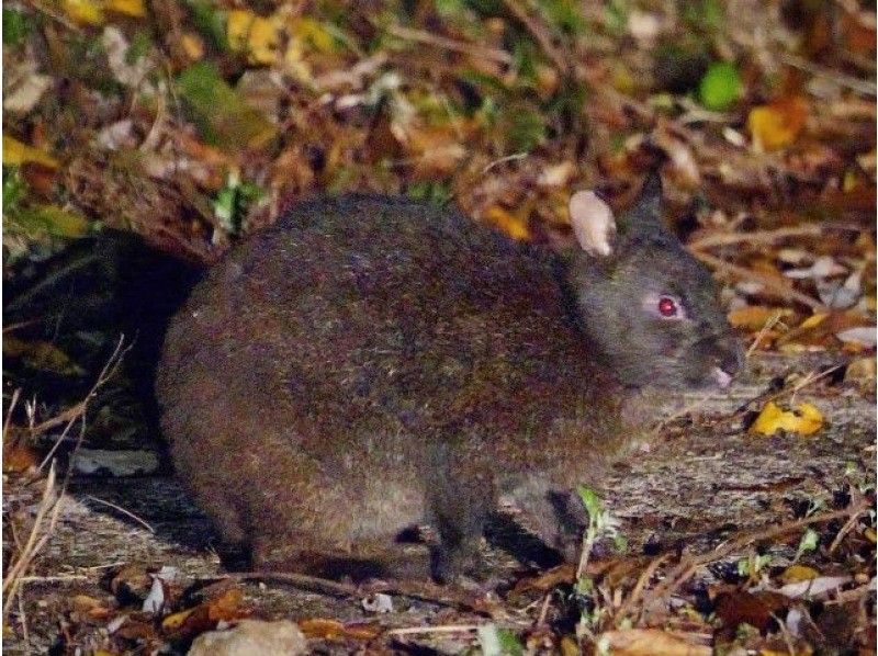 【鹿児島・奄美】＜カメラの大好きな方向けのツアー＞希少なアマミノクロウサギを撮影できる奄美ミッドナイトツアー（2025/1/1〜）の紹介画像