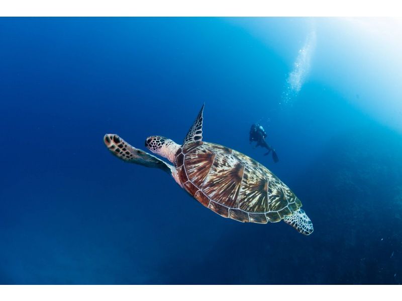 [Okinawa, Manza] Manza Fun Diving with Equipment & GoProの紹介画像