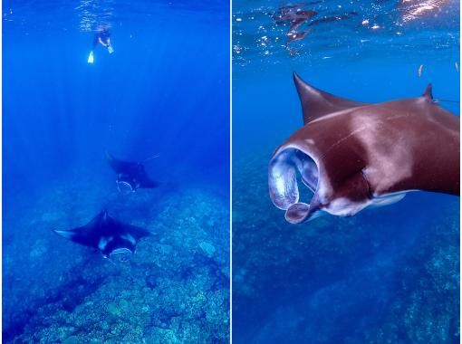 【沖縄・石垣島】マンタ半日シュノーケリング《防水カメラレンタル無料》 【沖縄・石垣島】マンタ半日シュノーケリング《防水カメラレンタル無料》