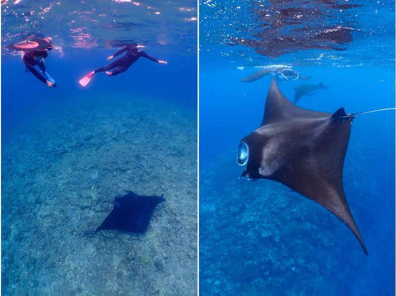 【沖縄・石垣島】マンタ半日シュノーケリング《防水カメラレンタル無料》の紹介画像