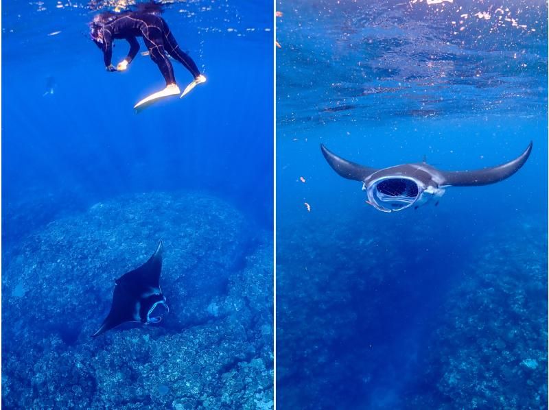 【沖縄・石垣島】マンタ半日シュノーケリング《防水カメラレンタル無料》：マンタシュノーの紹介画像