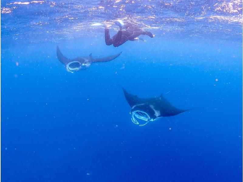 【沖縄・石垣島】マンタ半日シュノーケリング《防水カメラレンタル無料》：マンタシュノーの紹介画像