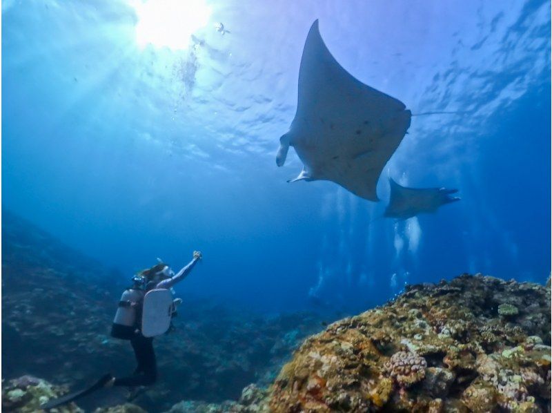 【沖縄・石垣島】マンタ半日シュノーケリング《防水カメラレンタル無料》の紹介画像