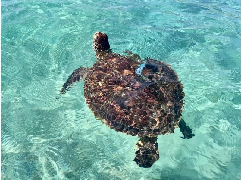 【沖縄・宮古島・シュノーケリング】1組貸切！サンセットに野生のウミガメと泳ぐ神秘的な体験！の紹介画像