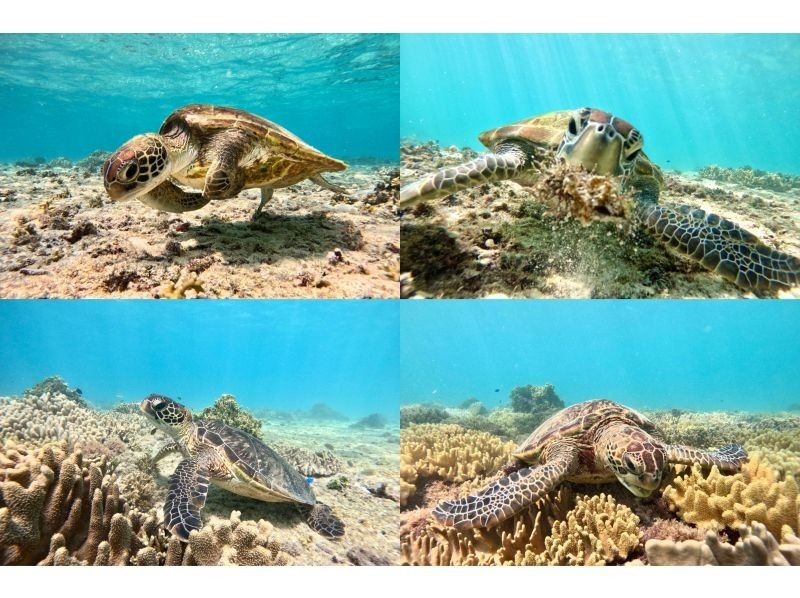 [Okinawa, Miyakojima, Snorkeling] Private tour for one group! A mystical experience of swimming with wild sea turtles at sunset!の紹介画像