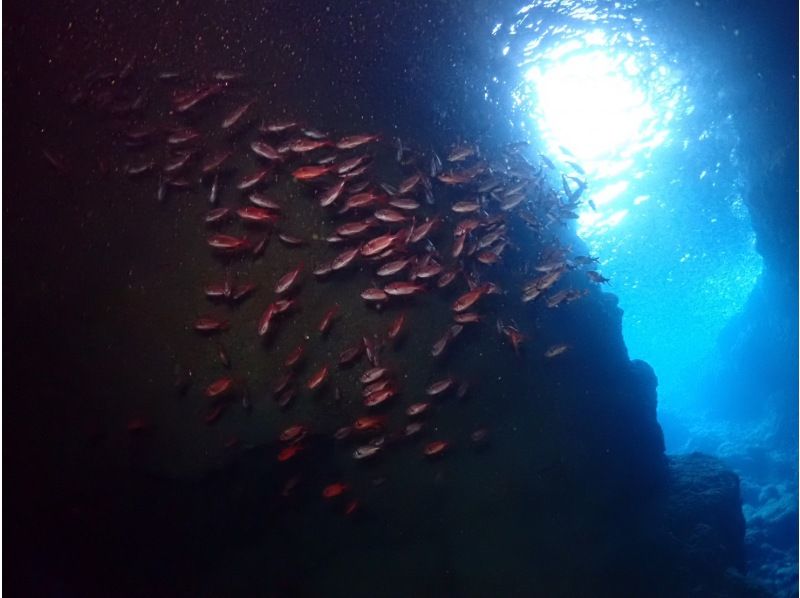 【沖縄・青の洞窟】ファンダイビングツアー★お魚と一緒に泳ごう♪Cカード保持者限定！の紹介画像