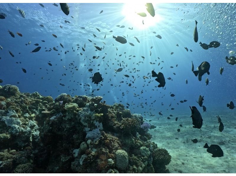 【沖縄北部・体験ダイビング】美ら海水族館近く｜水納島・瀬底島｜完全貸切ガイド｜初心者歓迎｜透明度抜群サンゴ礁の紹介画像