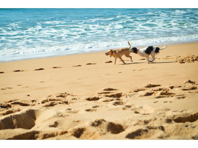 【千葉・南房総】食材は持ち込みOK！オアシス和田浦でBBQ場貸出しプランの紹介画像