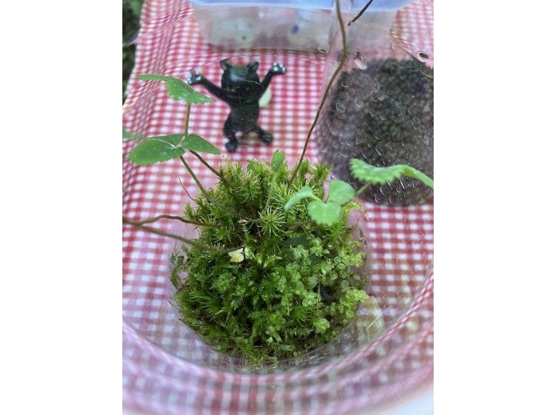 SALE! [Nagano, Lake Shirakaba] Moss terrarium making experience couple plan!! Workshopの紹介画像