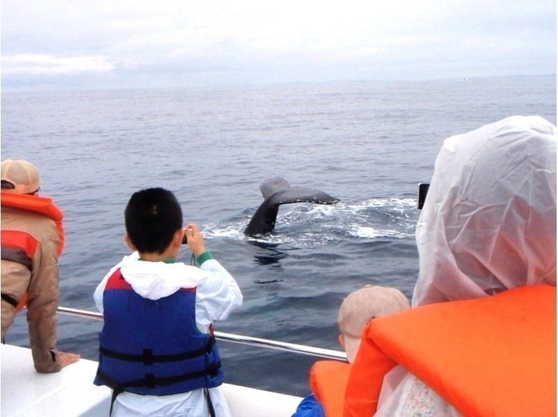 Okinawawhale watchingの時期とおすすめの場所を徹底紹介！