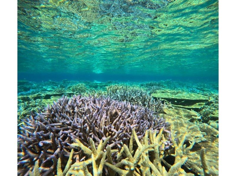 【沖縄北部・瀬底島・水納島・ゴリラチョップ】初心者OK！ボートで行く体験ダイビング！送迎も可能！の紹介画像