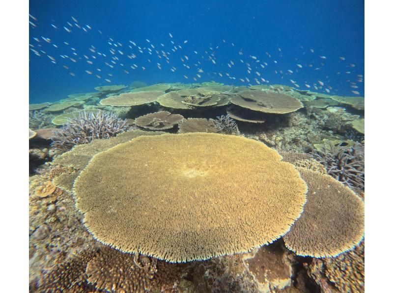 SALE! [Northern Okinawa, Sesoko Island, Minna Island, Gorilla Chop] Beginners welcome! Experience diving by boat! Pick-up and drop-off available!の紹介画像