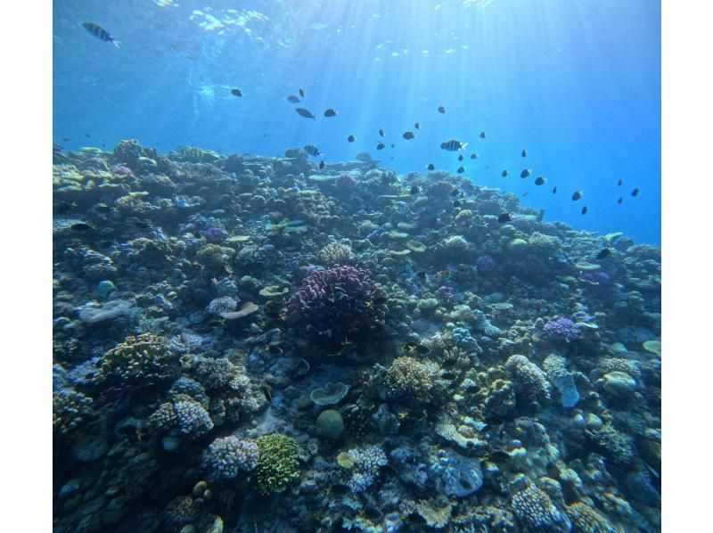 【沖縄北部・瀬底島・水納島・ゴリラチョップ】初心者OK！ボートで行く体験ダイビング！送迎も可能！の紹介画像