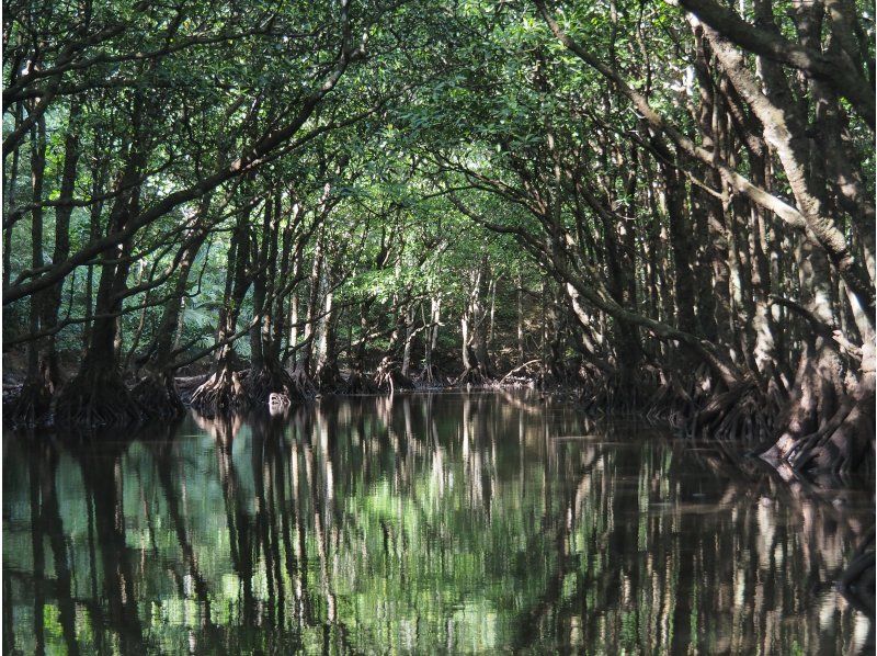 [Iriomote Island/1 day] Nakama River mangrove canoe & Yubu Island sightseeing Experience tour that adults and children can enjoy togetherの紹介画像
